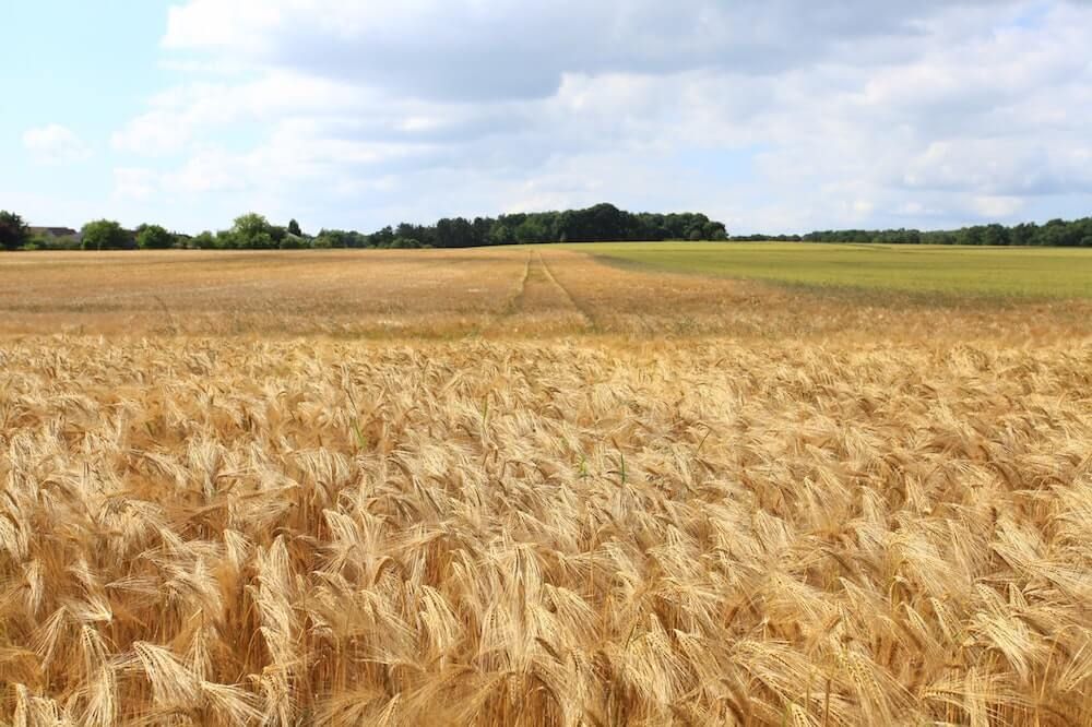 Preparaty bakteryjne wpływające na ograniczenie szkodników w uprawach AGROSKŁAD Sp. z o.o.