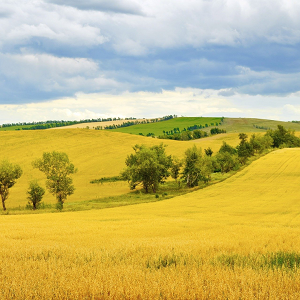 Mniej nawozu, wyższe plony, czy to możliwe? AGROSKŁAD Sp. z o.o.