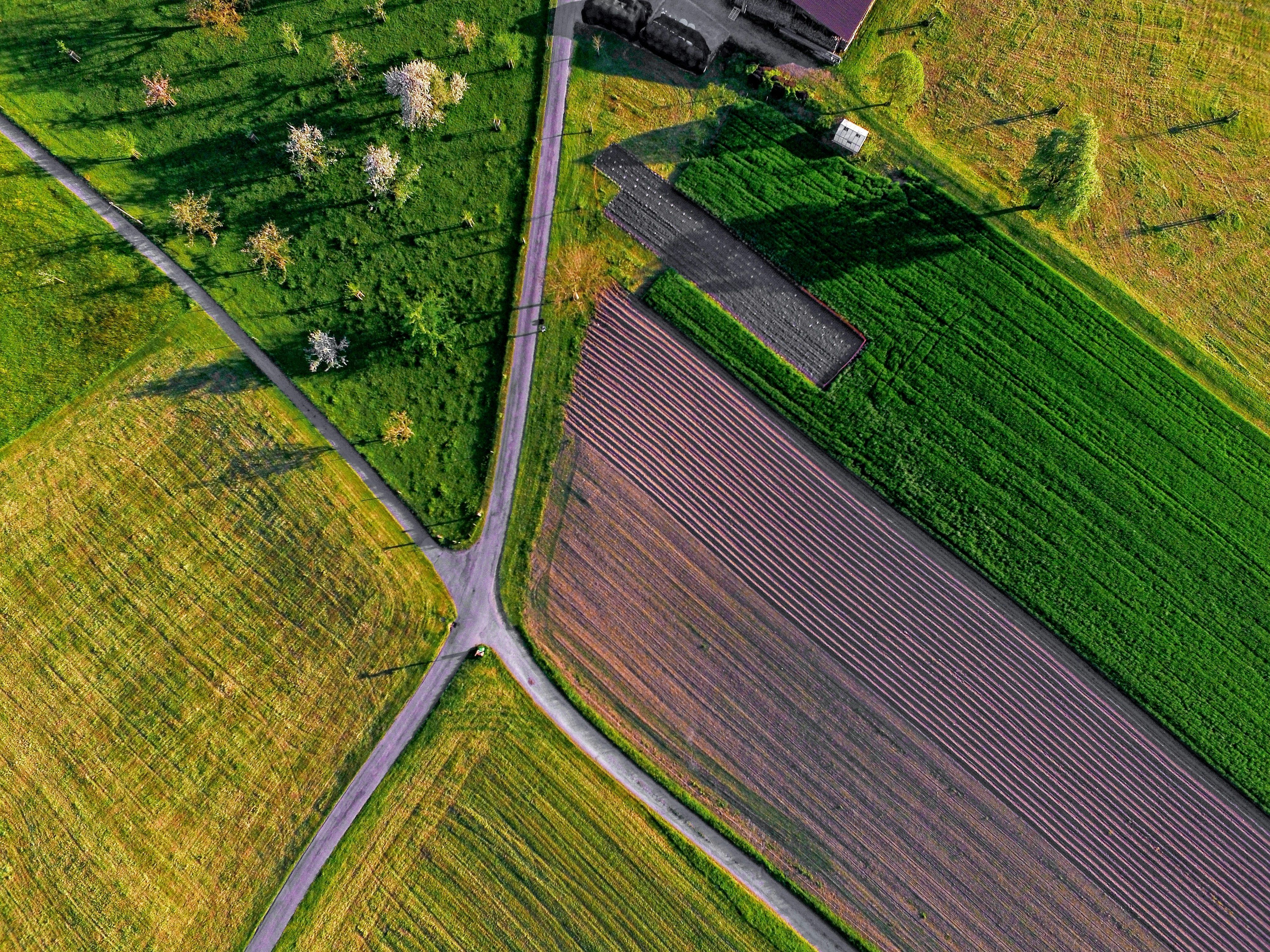 Fungicydy - co to jest i kiedy je stosować? AGROSKŁAD Sp. z o.o.