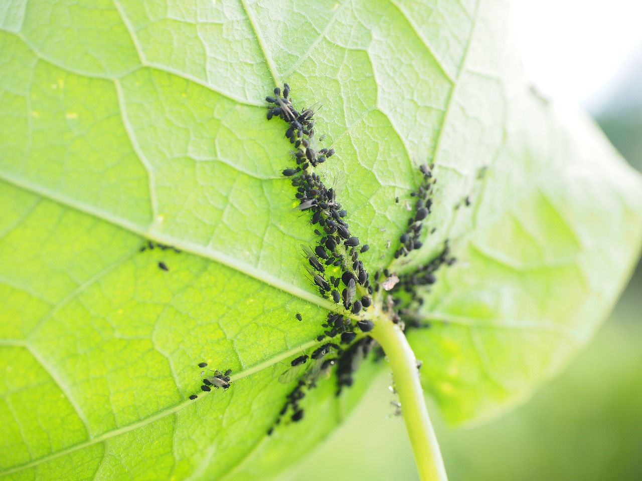 Insektycydy - co to jest i kiedy je stosować? AGROSKŁAD Sp. z o.o.