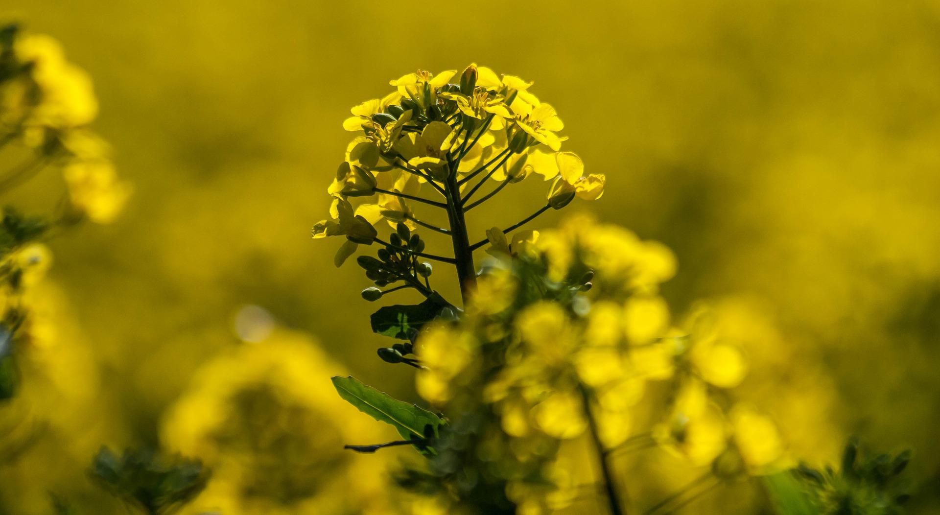 Szkodniki rzepaku: zwalcznie i ochrona wiosną/jesienią AGROSKŁAD Sp. z o.o.